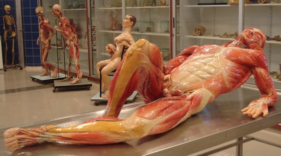 Resultado de imagen de Museo de ceras anatómicas Clemente Susini