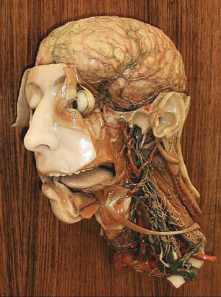 Resultado de imagen de Museo de ceras anatómicas Clemente Susini